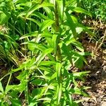 Lilium bulbiferum Leaf