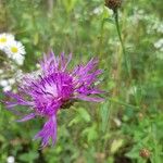 Centaurea jacea Flower