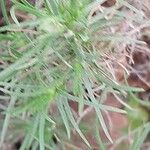 Plantago sempervirens Leaf