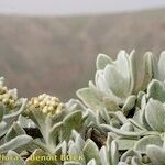 Helichrysum gossypinum Arall