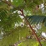 Anadenanthera colubrina ഇല