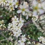 Prunus spinosaFlower