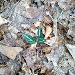 Chimaphila maculata Leaf