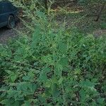 Chenopodium album Folha