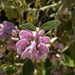 Phlomis purpureaFlor