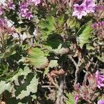 Pelargonium cucullatum Агульны выгляд