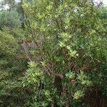 Spiraeanthemum brongniartianum Habitat