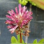Trifolium rubens Çiçek