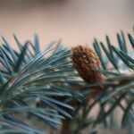 Abies cephalonica മറ്റ്