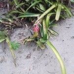 Aechmea nudicaulis Habit