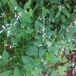 Euphorbia hypericifolia Ліст