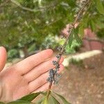 Myrica caroliniensis Fruit