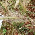 Hordeum jubatum Blatt