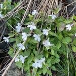 Lobelia erinusKukka