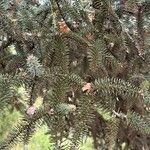 Abies numidica ഇല