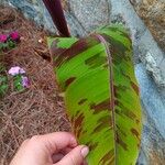 Musa acuminata Leaf