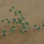 Indigofera argentea Habitus