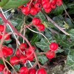 Cotoneaster coriaceus Fruto