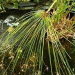 Cyperus papyrus Blad