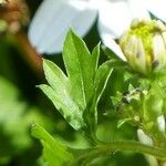 Bidens bipinnata Leaf