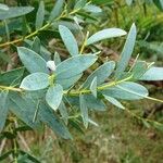 Eucalyptus parvula Hoja