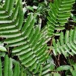 Piptadeniastrum africanum Leaf