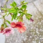 Calibrachoa parviflora Flor