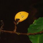 Trichoscypha bijuga Fruto
