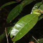 Calophyllum brasiliense Hoja