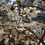 Magnolia stellata Anders