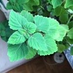 Plectranthus ernstii 葉