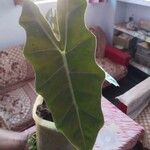 Alocasia micholitziana Leaf