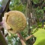 Solanum quitoense Gyümölcs