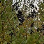 Ligustrum vulgare Fruit