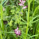 Fumaria muralis Foglia