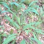 Blechnum spicant Habitatea