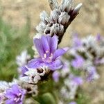 Limonium binervosumЦветок