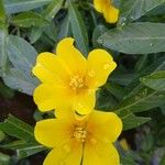 Ludwigia grandiflora Fula