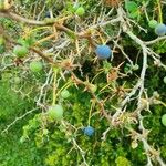 Berberis microphylla Natur