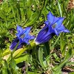 Gentiana alpinaКветка