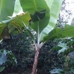 Musa balbisiana ശീലം