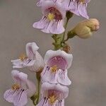 Penstemon palmeri Flor