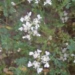 Anisosciadium orientale Fula