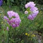 Allium roseumFlower