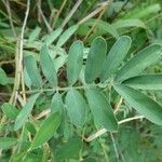 Tephrosia noctiflora Fuelha