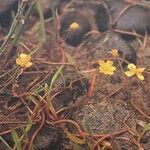 Ranunculus reptans