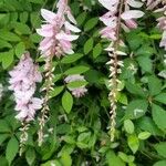 Indigofera decora Blüte