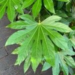 Fatsia japonica Лист