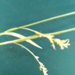 Carex vaginata फूल