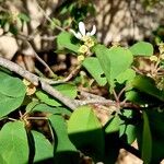 Amelanchier alnifolia Blomst